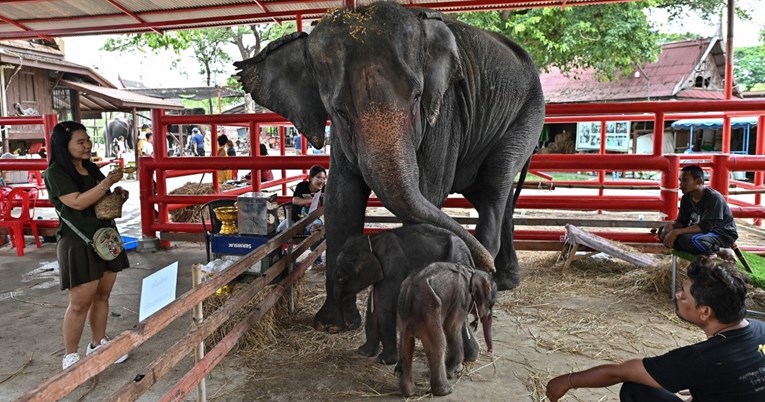 Čudo u Tajlandu: Slonica okotila blizance