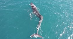 VIDEO U Španjolskoj snimljen ogroman kit sa skoliozom