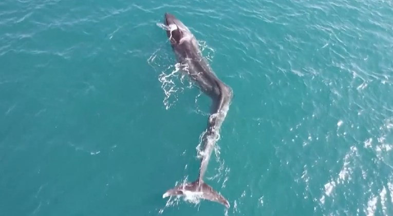 VIDEO U Španjolskoj snimljen ogroman kit sa skoliozom