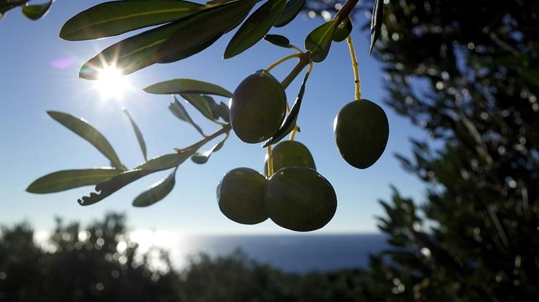 Unija za Mediteran: Rast razine mora ugrožava poljoprivredu uz obalu