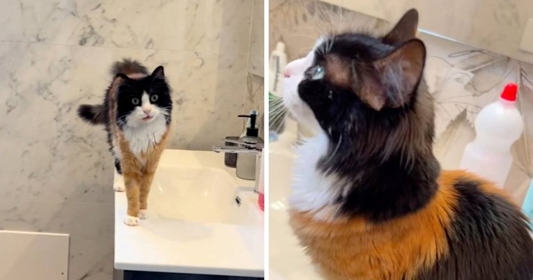 Mačka postala viralna zbog neobičnog krzna, njezine snimke imaju milijune pregleda