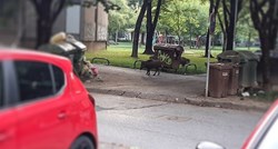 Tomašević: Divlje svinje nisu u Zagrebu od jučer