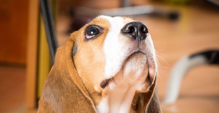 Cviljenje kod pasa: Što ga uzrokuje i kako ga riješiti