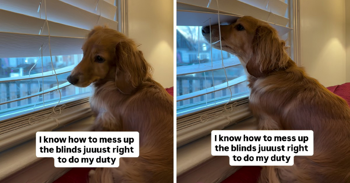 Jazavčarka namješta rolete kako bi mogla nadzirati susjedstvo, video je hit