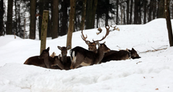 Krdo jelena snimljeno na snijegu u Gorskom kotaru. Pogledajte fotke