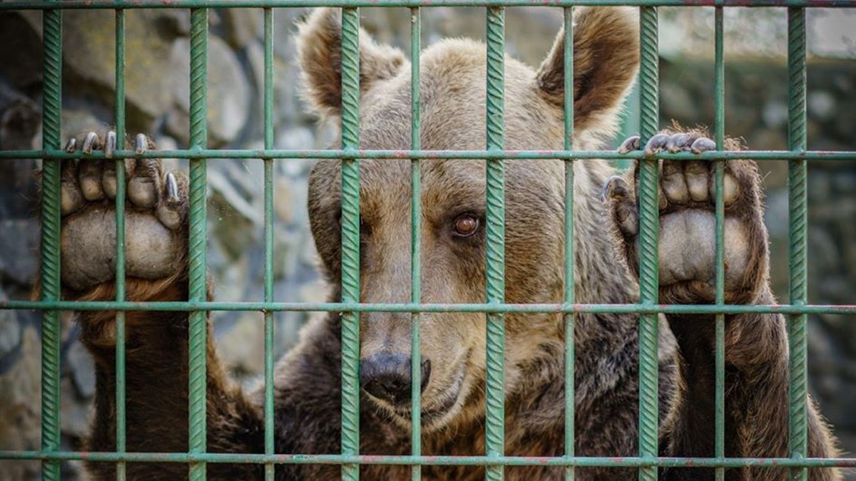 Medvjedi Suzana i Bruno su proveli desetljeća patnje. Konačno su sretni