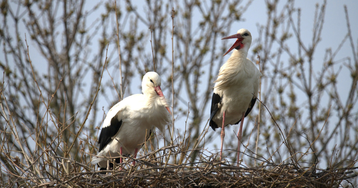 Prve rode vratile su se u Zagreb