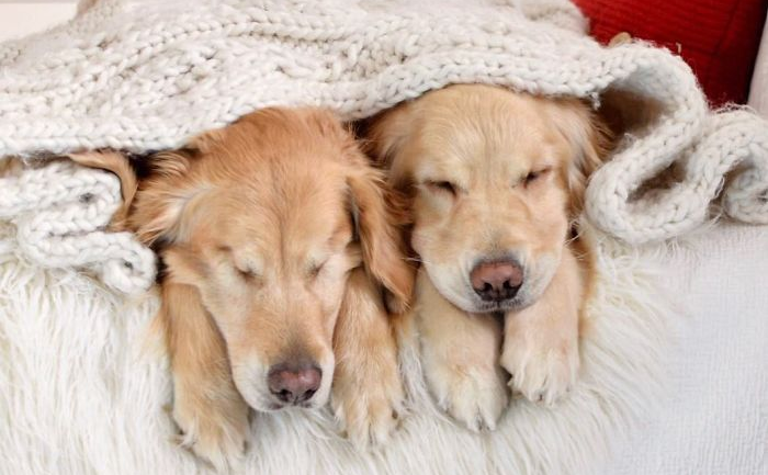 Slijepi retriver i njegov pas vodič najbolji su prijatelji koje ćete obožavati