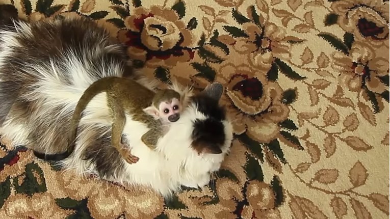 Pogledajte kako je mačka spasila slatkog majmunčića