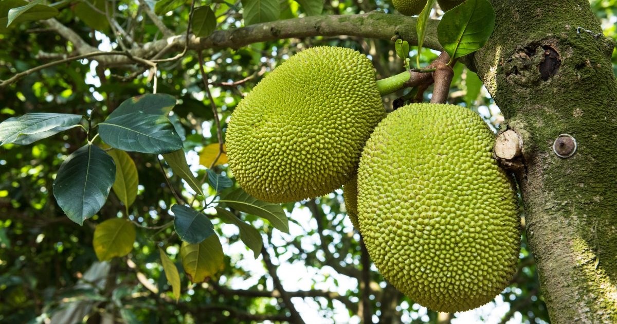 BBC: Ovo voće moglo bi spasiti milijune ljudi od gladi, a na tržnici košta 1450 kuna