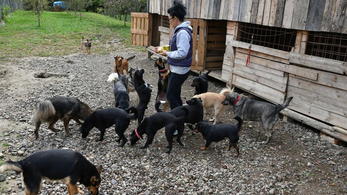 Volonterka se bori s teškom bolešću i spašava životinje, a ljudi joj prijete