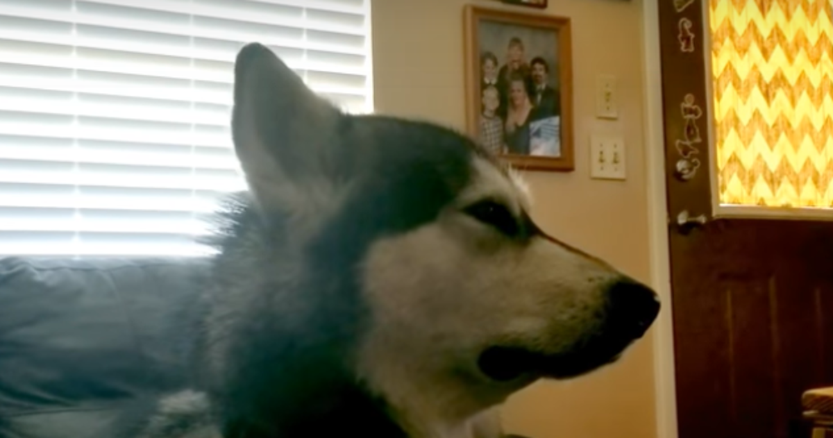 Pas se užasno naljutio na vlasnicu, a razlog je stvarno presmiješan