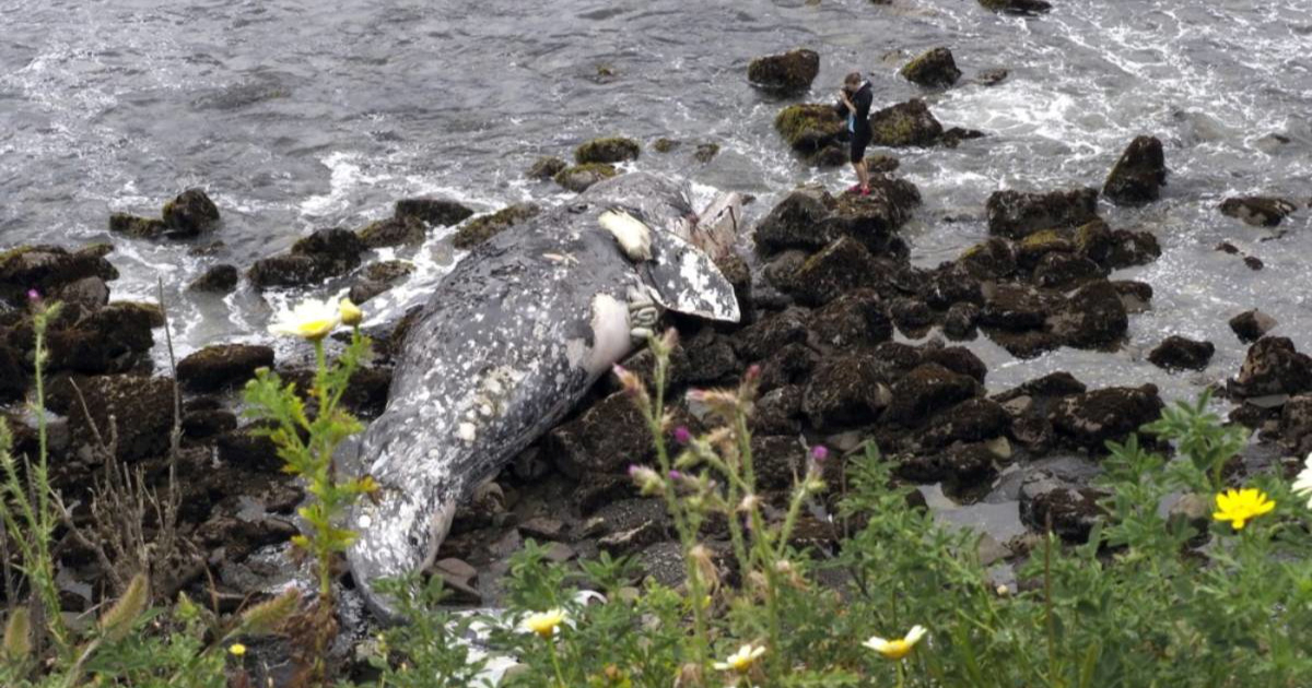 Mladi sivi kit pronađen mrtav u rijeci u Washingtonu. Bio je pothranjen