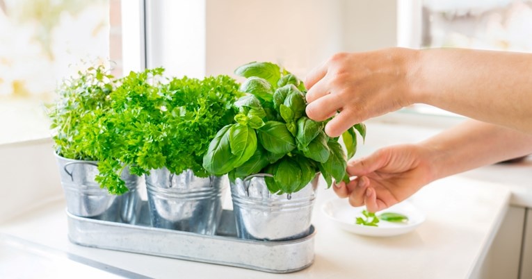 S razlogom ga zovu prirodni antibiotik, dobrobiti peršina veće su nego što mislite