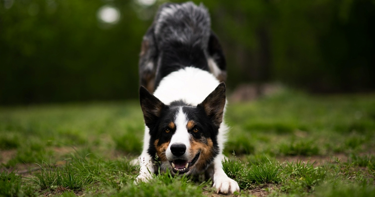 Osam znakova da je vaš pas pametniji nego što mislite