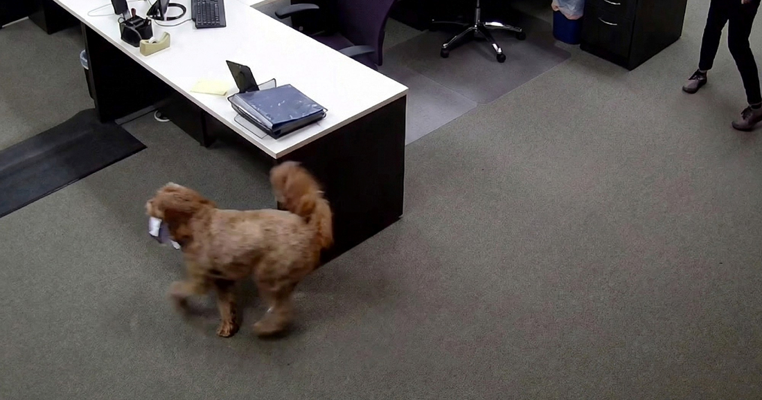 Kad dovedeš psa na posao: Zaposlenici nisu očekivali ovakvu tjelovježbu