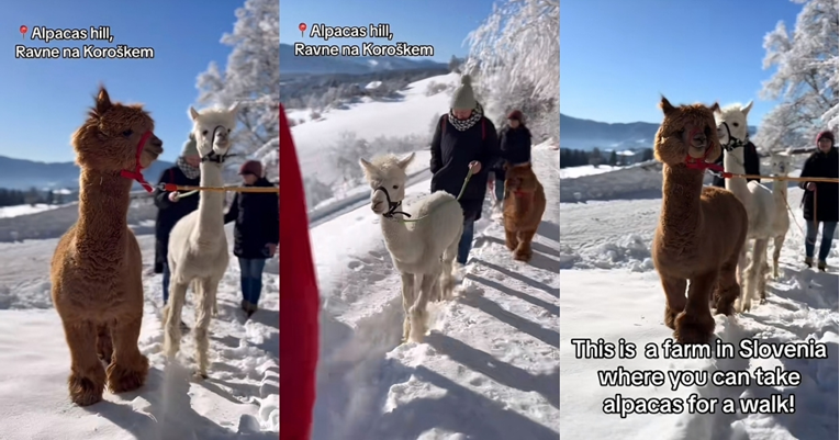 U susjednoj Sloveniji možete provesti vrijeme u prirodi u društvu ljupkih alpaka