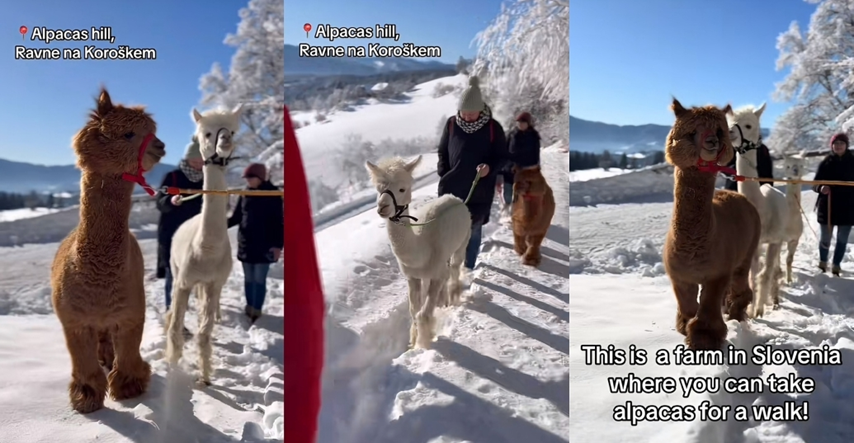 U Sloveniji možete uživati u šetnji prirodom u pratnji simpatičnih alpaka