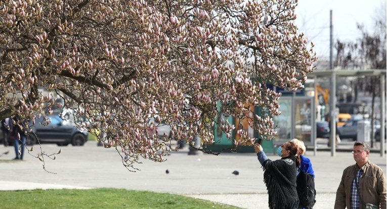 Prvi nagovještaji proljeća: Procvjetalo stablo magnolije na zagrebačkom Tomislavcu