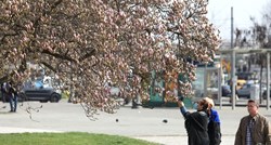 Prvi nagovještaji proljeća: Procvjetalo stablo magnolije na zagrebačkom Tomislavcu
