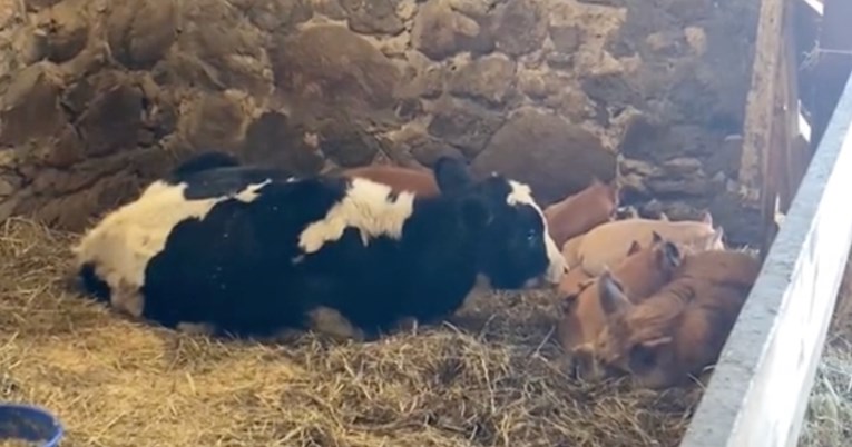 Farmeri spojili tele i svinje, pogledajte kako su se životinje snašle