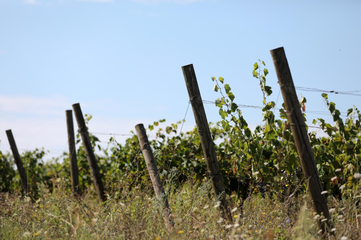Zlatna žutica prijeti vinogradima oko Sinja. Građane pozvali na oprez
