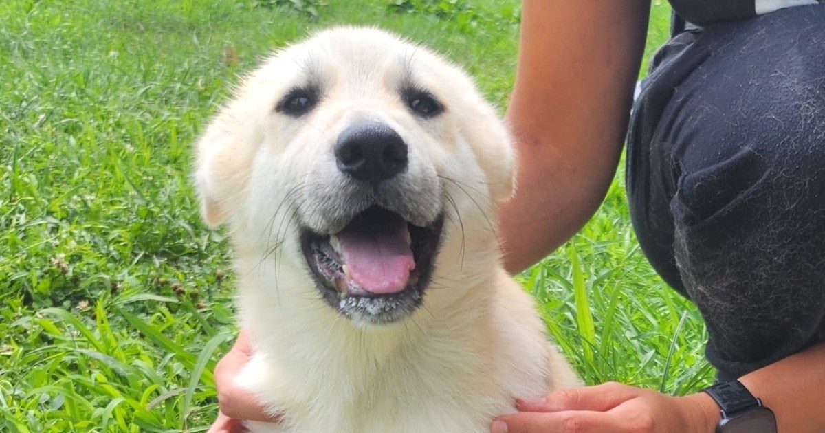 Presladak Falon traži dom i vlasnika koji će mu pružiti potrebnu njegu i ljubav