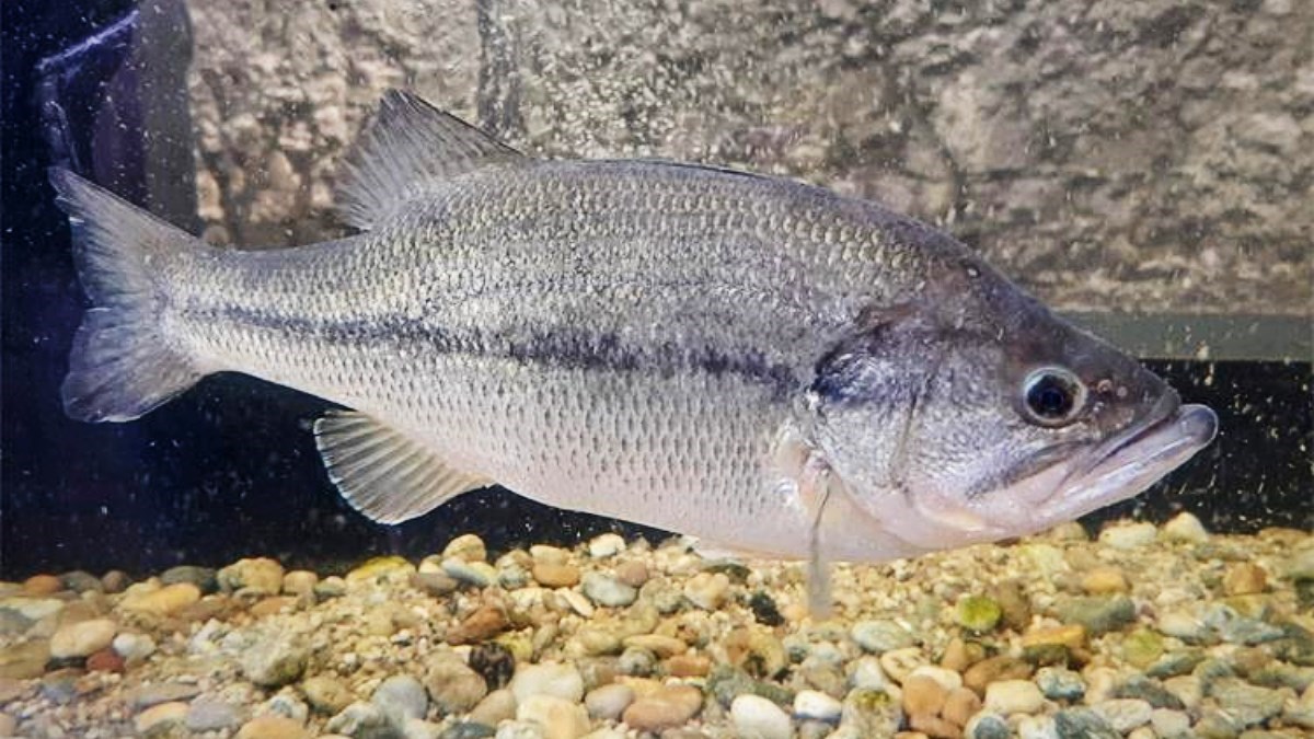 Jeste li vidjeli ove invazivne vrste? Ministarstvo moli da mu javite