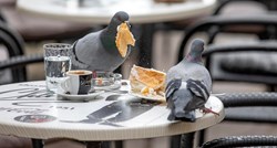Dva goluba i galeb počastili se kolačima u jednoj slastičarnici u Puli