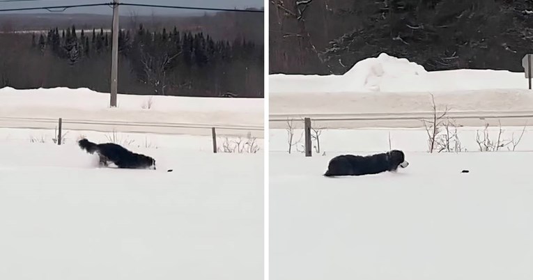 Pas u snijegu pratio miša, prizor izgleda kao iz crtanog filma