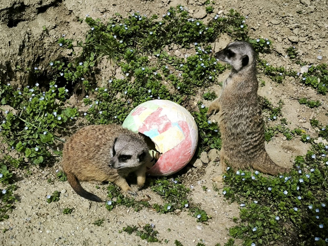 U ponedjeljak će se životinjama u zagrebačkom ZOO-u dijeliti pisanice