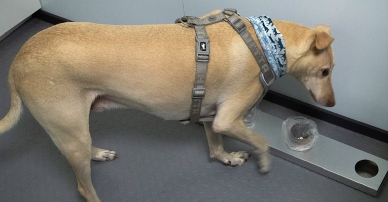 Na aerodromu u Helsinkiju psi njuše putnike, testira se mogu li detektirati koronu