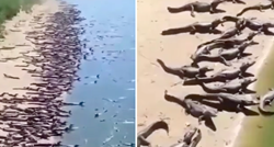 Tisuće krokodila opsjele su plažu u Brazilu: Što se događa?