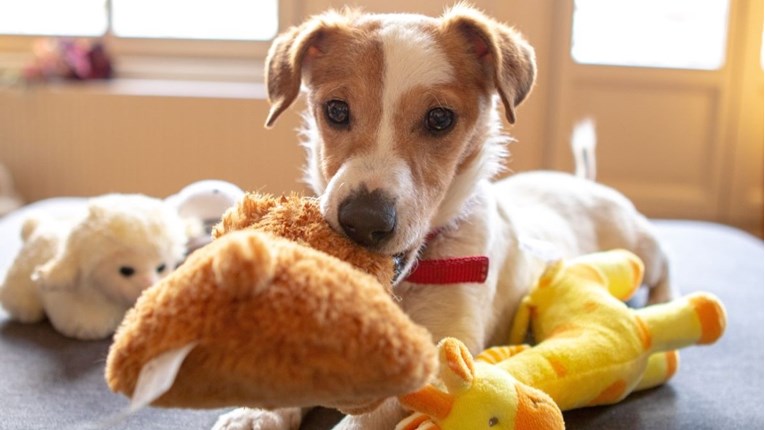 Zašto je igra važna i koje igračke za psa su najbolje?