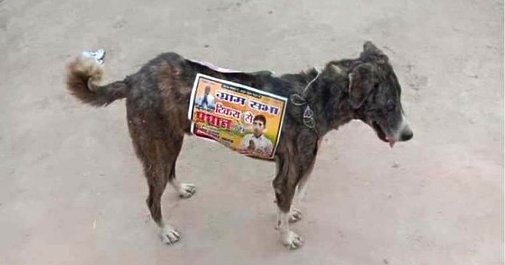 Politički kandidati koriste pse lutalice kao hodajuće reklame, aktivisti se zgražaju