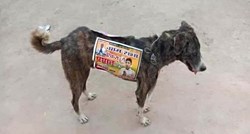 Politički kandidati koriste pse lutalice kao hodajuće reklame, aktivisti se zgražaju