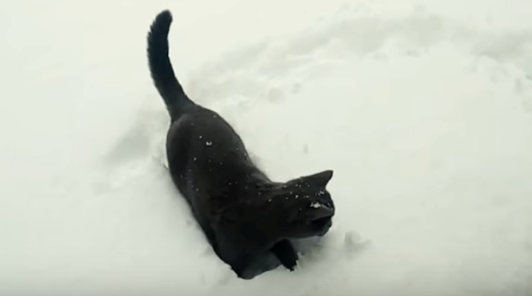 Pustili su mačke na snijeg, a onda se dogodilo nešto što ih je šokiralo