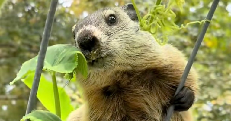 Vrtlarica zatekla kradljivca u vrtu, bio je presit da pobjegne