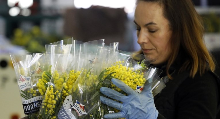 Nestašica mimoza u Italiji, veliki grozdovi se za Dan žena prodaju i za 20 eura