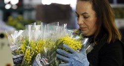 Nestašica mimoza u Italiji, veliki grozdovi se za Dan žena prodaju i za 20 eura