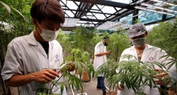 Tajland legalizirao uzgoj kanabisa, vlada građanima poklonila milijun sadnica