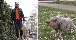 Neobičan prizor u središtu Zagreba: Danijel je izveo u šetnju svoju svinju od 70 kila