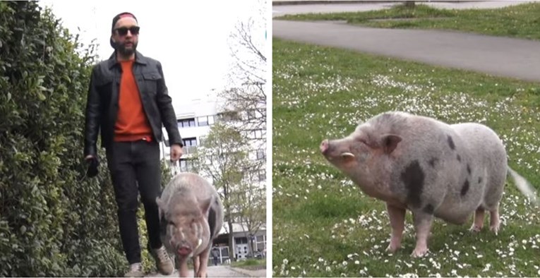 Neobičan prizor u središtu Zagreba: Danijel je izveo u šetnju svoju svinju od 70 kila