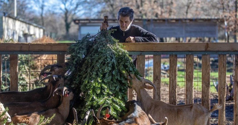 VIDEO Koze na farmi Kumparička u Istri slade se odbačenim božićnim jelkama