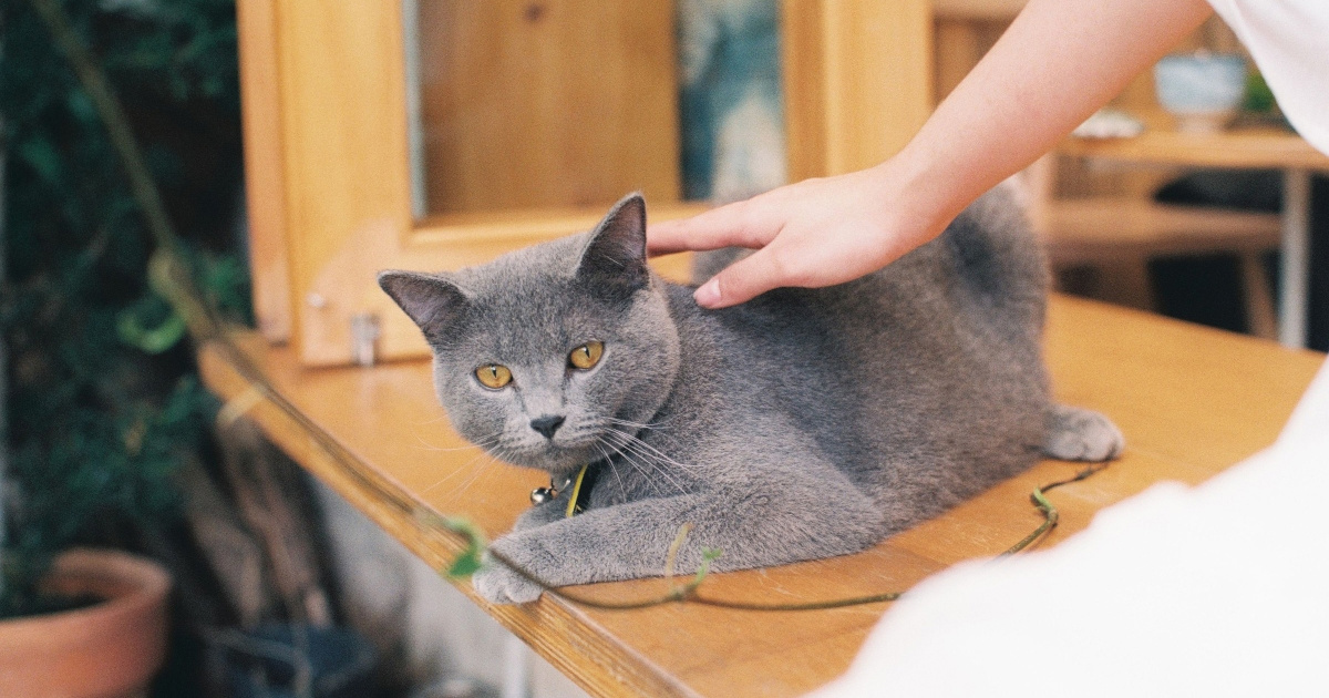 Kako mačke tješe svoje vlasnike? Veterinari otkrivaju osam suptilnih znakova
