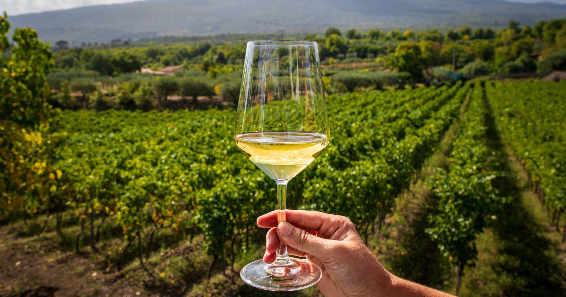 Michelin uvodi priznanja za vinarije, umjesto zvjezdica dodjeljivat će grozdove