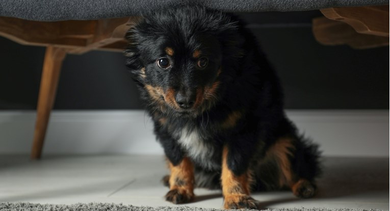 Neobičan znak koji otkriva da je pas pod stresom, a većina ga ignorira