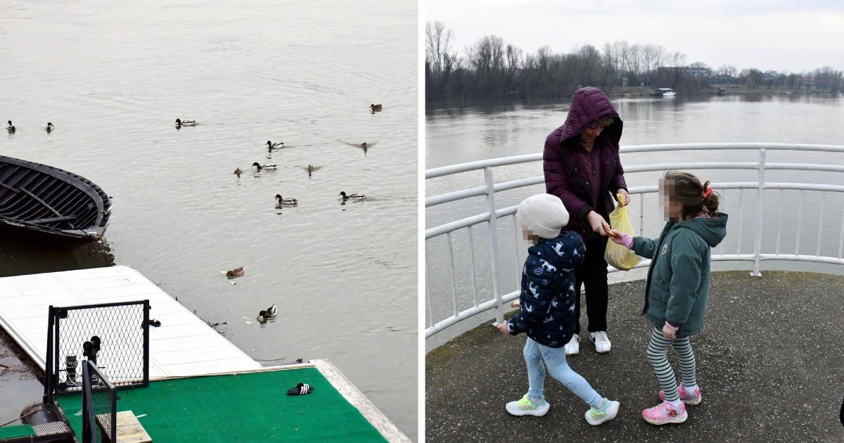 Građani u Slavonskom Brodu hranili promrzle i gladne patke u Savi