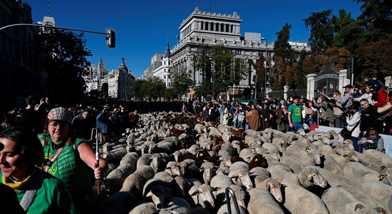 Danas su madridske ulice bile prepune ovaca