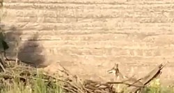 Scena kao iz crtića: Kojot snimljen kako ganja pticu trkačicu